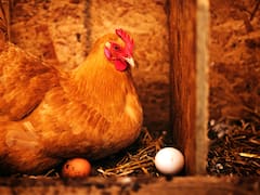 FIN DEL DEBATE | ¿Fue primero el huevo o la gallina? El descubrimiento que sacude la teoría del origen de la vida