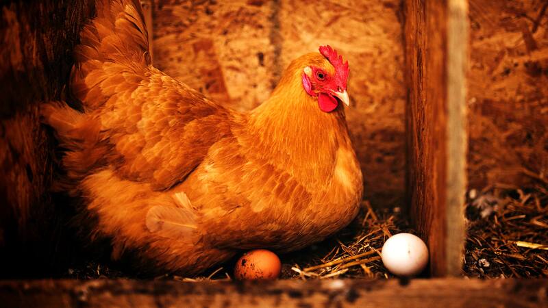 FIN DEL DEBATE | ¿Fue primero el huevo o la gallina?: el descubrimiento que sacude la teoría del origen de la vida.