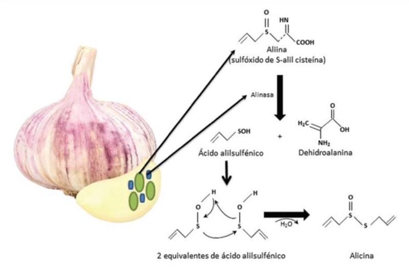 Estudio científico sobre el ajo. Fuente: Los NIH.