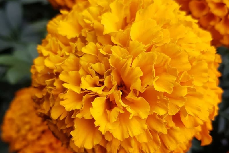 Las flores de cempasúchil son habituales de esta temporada. Foto: Pixabay