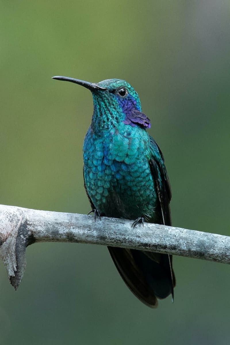 Significado espiritual. Fuente: Pixabay.