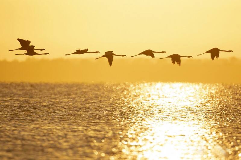 Sobre la Laguna de Mar Chiquita se pueden ver más de 300 especies de fauna (Fuente: www.cordobaturismo.gov.ar)