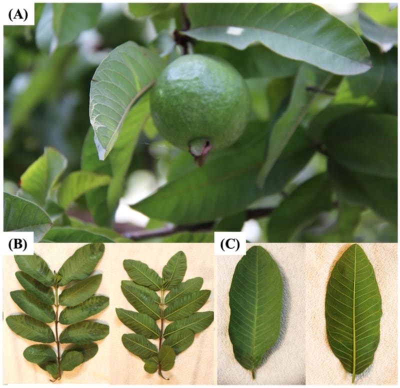Hojas de guayaba. Fuente: NIH.