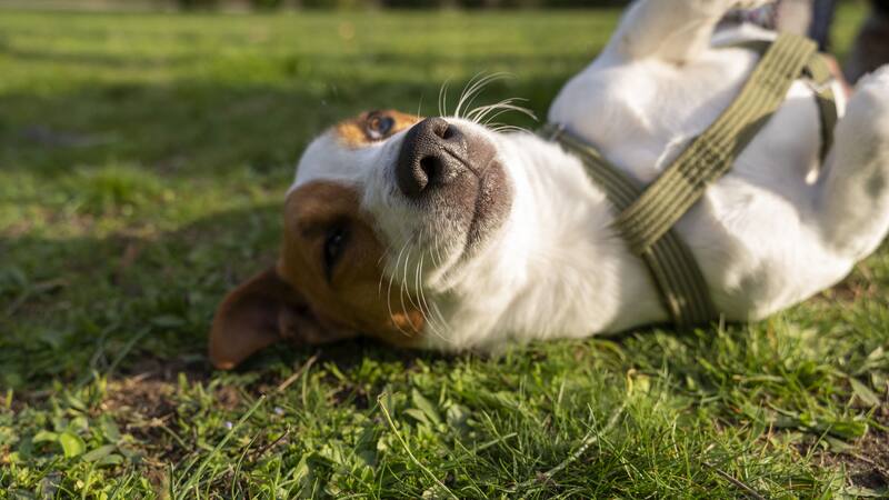 ¿La memoria de los perros es igual a la de los humanos?