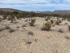 Hallazgo del siglo: descubren una nueva planta en el desierto de los Estados Unidos y cambia la historia biológica del país