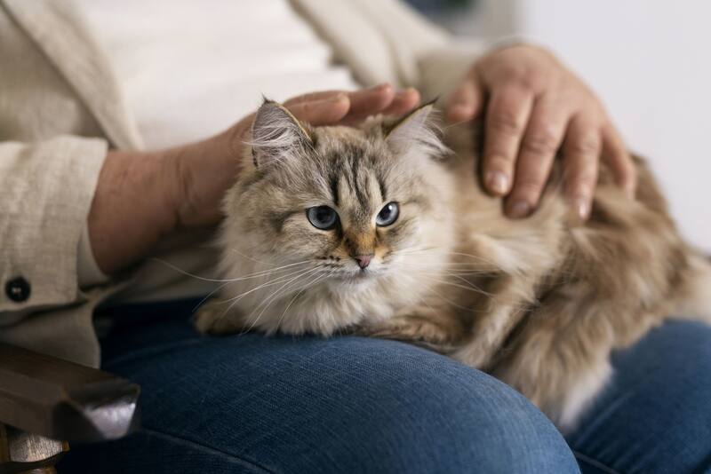 Esta "M" se considera una bendición especial otorgada a ciertos gatos. Foto: Freepik