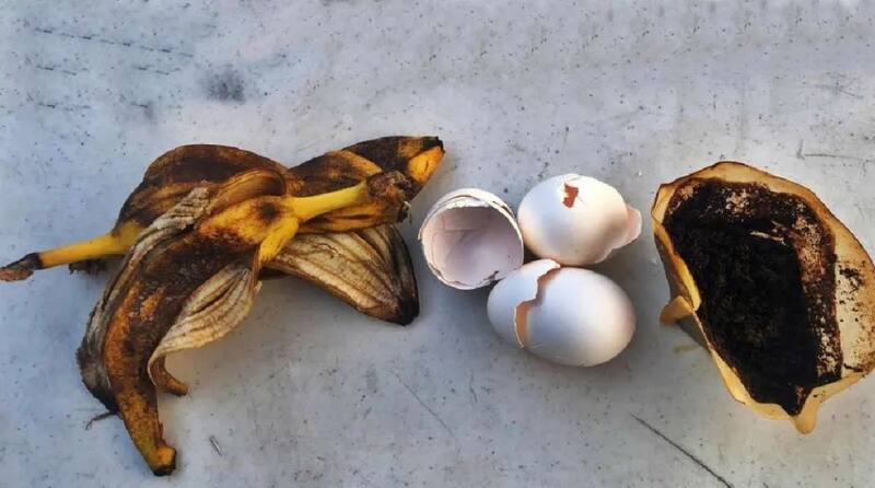 Para preparar este fertilizante necesitas cáscaras de huevo, de banana y un poco de borra de café (Foto: TikTok)