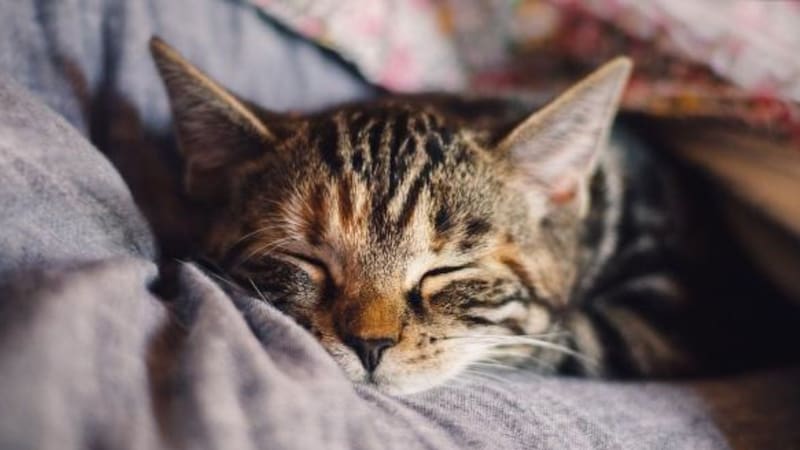 Los gatos duermen más horas por su instinto de conservar energía para la caza.