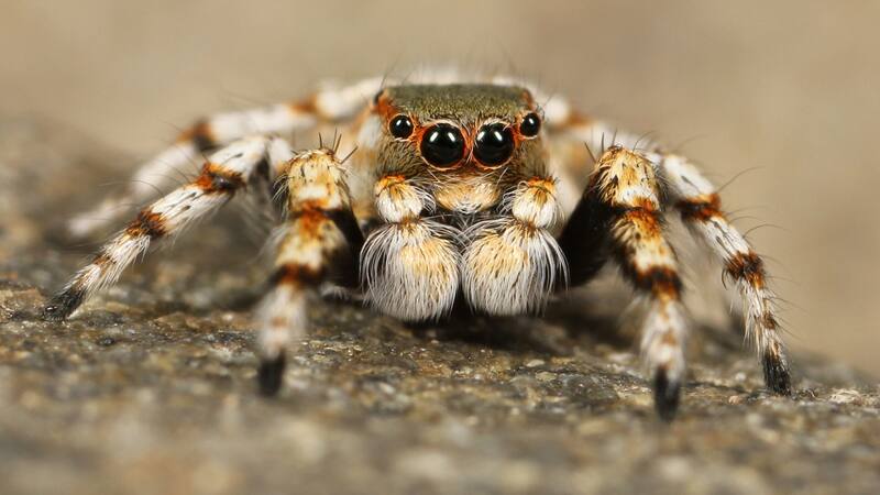 Confirmado: esta es la cantidad de arañas exacta que podrías tragar mientras duermes.
