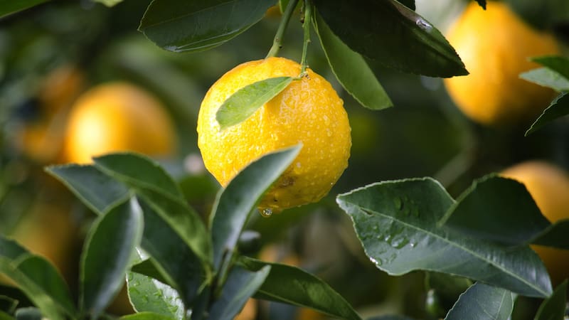 <div class="migrated-promo-image__description"><div class="migrated-promo-image__source">Fuente: Pixabay</div></div>