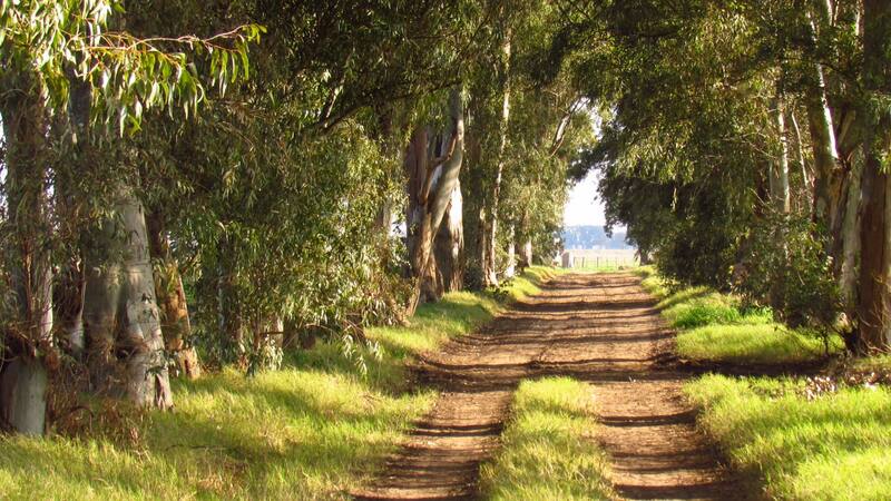 Carlos Casares. (Foto: Wikipedia).