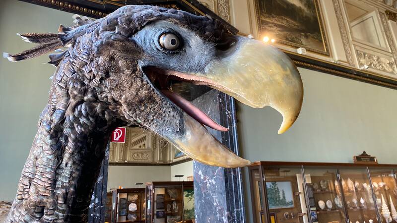 Las aves prehistóricas que habitaron Sudamérica eran depredadores grandes y veloces, con picos afilados adaptados para cazar.