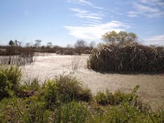 La Intendencia de Montevideo dejó en suspenso el estudio del proyecto de urbanización en los bañados de Carrasco