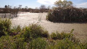 La Intendencia de Montevideo dejó en suspenso el estudio del proyecto de urbanización en los bañados de Carrasco
