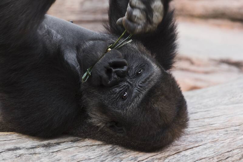Fredrika, una gorila de 50 años, se ha convertido en una madre adoptiva para dos crías huérfanas en el zoológico Cleveland Metroparks. (Foto: Freepik)