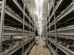 Pasó de un criadero de pollos reciclado a una planta de u$s 7 millones que produce un alimento clave