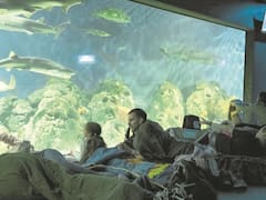 Daniel Catzman, Director ejecutivo de AAPA: "Los parques de diversión y centros de entretenimiento están al borde de la quiebra"