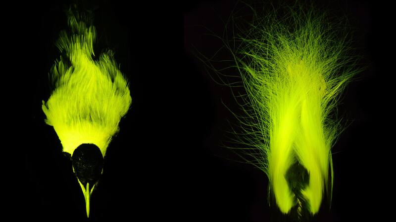 Se trata del descubrimiento de que muchas aves del paraíso brillan con luz propia bajo ciertos tipos de iluminación, un fenómeno conocido como "biofluorescencia". Foto: AMNH.