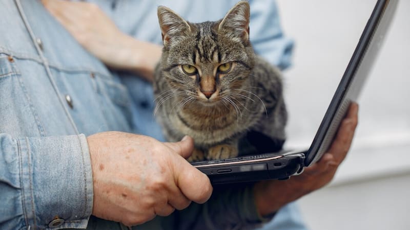 ¿Es verdad que los gatos saben de memoria los nombres de sus humanos? La respuesta de la revista Nature.