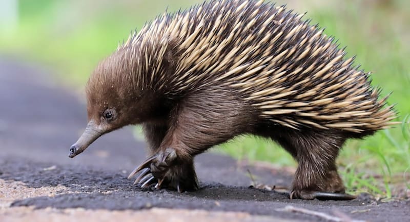 A pesar de su rara apariencia, los zaglosos son parientes cercanos de los ornitorrincos, ya que ambos pertenecen al mismo orden, los monotremas. Foto: Facebook: Palaeos