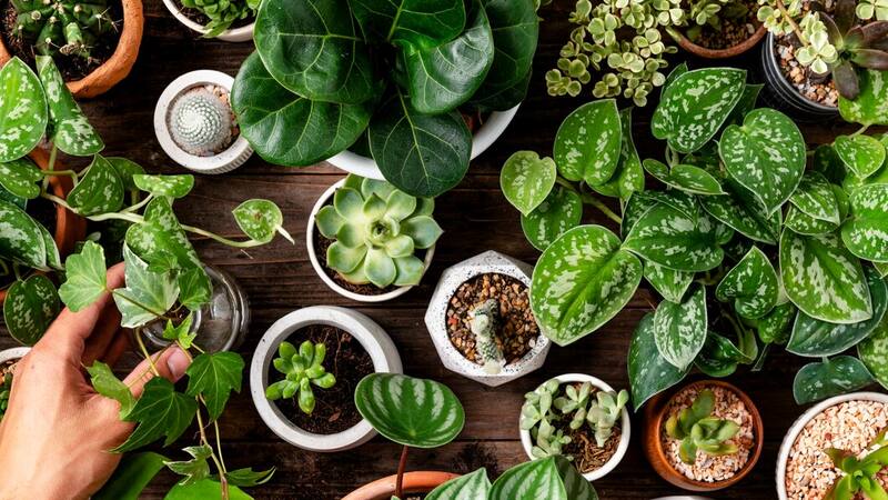 Las hermosas plantas que no hay que tener dentro de tu casa por la mala suerte.