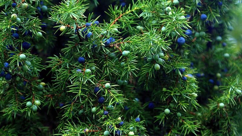 Adiós dolor | La hierba milenaria que ayuda a aliviar los síntomas del reuma, la neuralgia y la tensión.