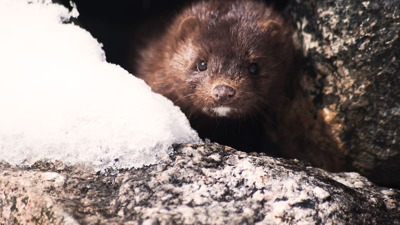El visón europeo es uno de los mamíferos más amenazados de Europa y su situación en España es alarmante.