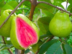 El "oro verde" que regula el azúcar en sangre y ayuda a bajar la presión arterial: un bálsamo para mayores de 50 años