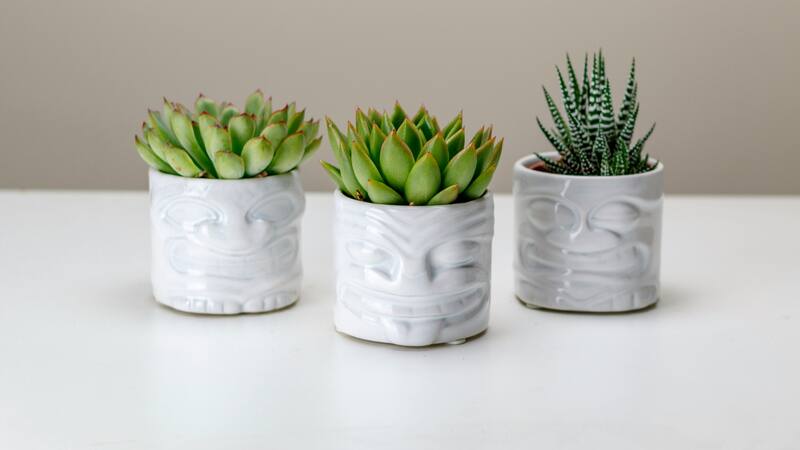 Aprovechá al máximo tus suculentas con estas sugerencias del Feng Shui.