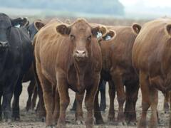 Llega la enfermedad de la lengua azul a la Comunidad de Madrid y se activan medidas preventivas