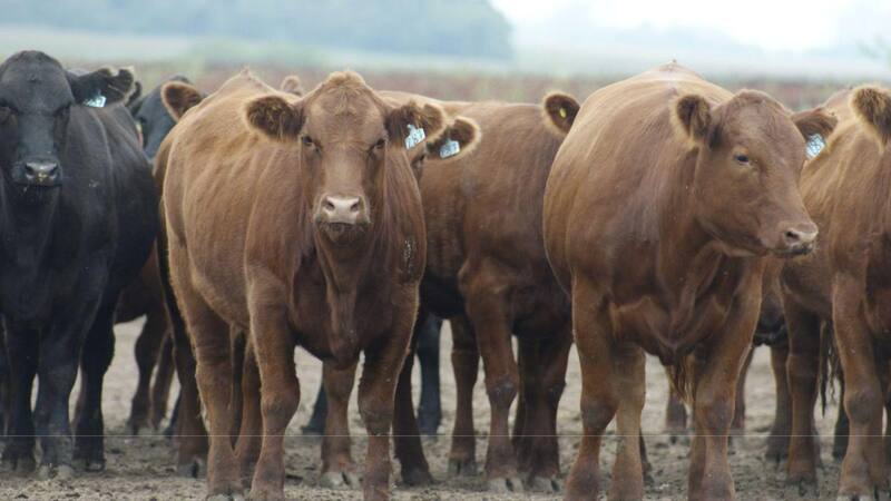 Llega la enfermedad de la lengua azul a la Comunidad de Madrid y se activan medidas preventivas.