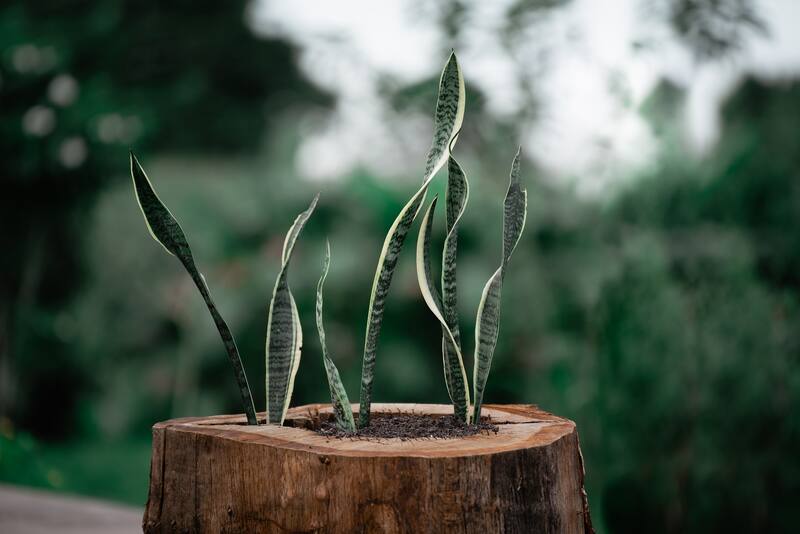 La lengua de suegra puede crecer hasta alcanzar los 50 centímetros de altura. (Fuente: Pexels)