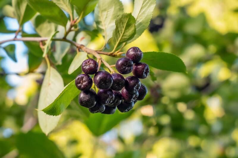 Según un estudio, este fruto aporta ácido fólico y mejora el proceso digestivo por su poder antiinflamatorio en el tracto intestinal. (Imagen: archivo)