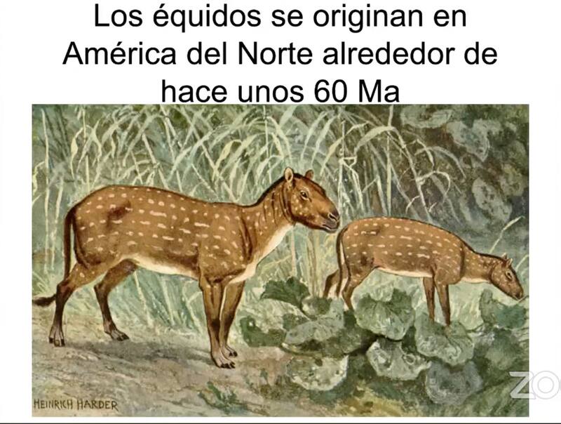 El origen y evolución del caballo se dio en América, no en Europa, a largo de 60 millones de años, revelan registros paleontológicos. Fuente: INAH.