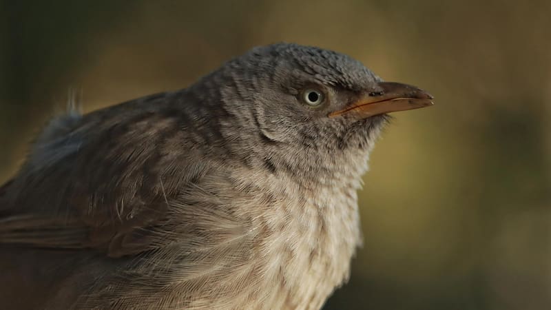 Científicos confirman la presencia del esquivo pachay de Galápagos tras años de búsqueda.