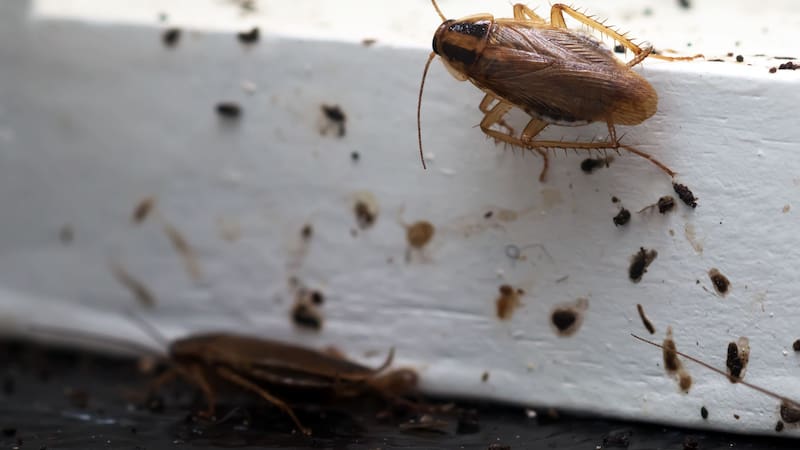 La verdura que combate a las cucarachas seguro está en tu casa.