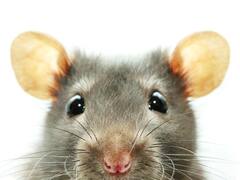 Conoce más sobre el significado de los sueños: soñar con ratas no es tan asqueroso como parece