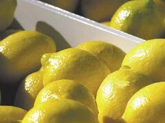 Sube el precio del limón y se espera que Estados Unidos reabra el mercado en abril