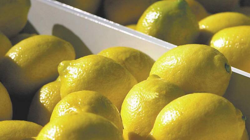 Tucumán produce 1,3 millones de toneladas de limones por año