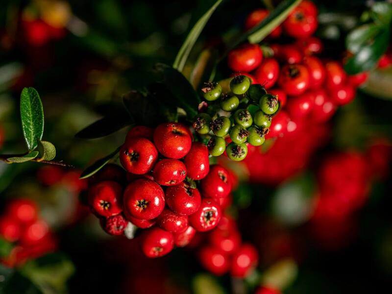 La baya pingüica o chinkuili protege a los riñones. (Fuente: mexicodesconocido.com.mx)
