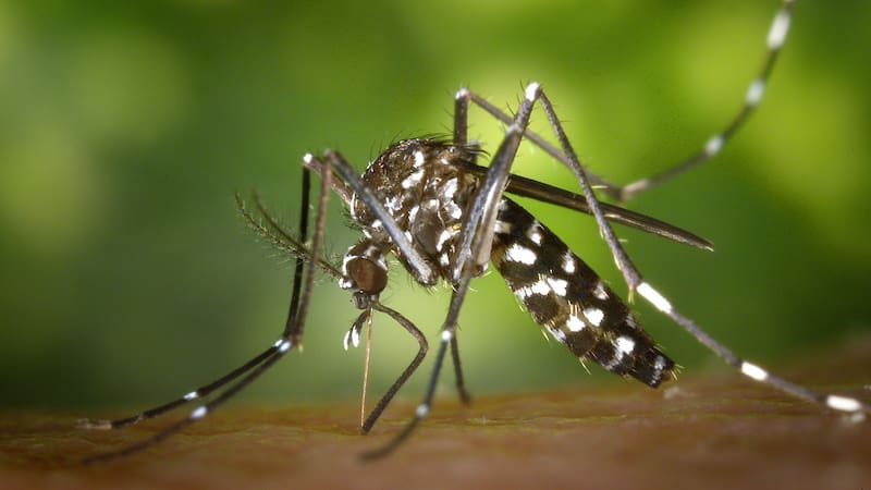 El Aedes aegypti es un desafío constante para los países de América.