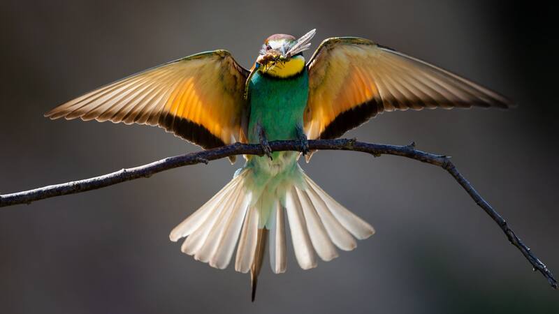 Antioquia, con su mezcla de montañas, bosques y climas templados, ofrece escenarios perfectos para vivir esta experiencia inolvidable.