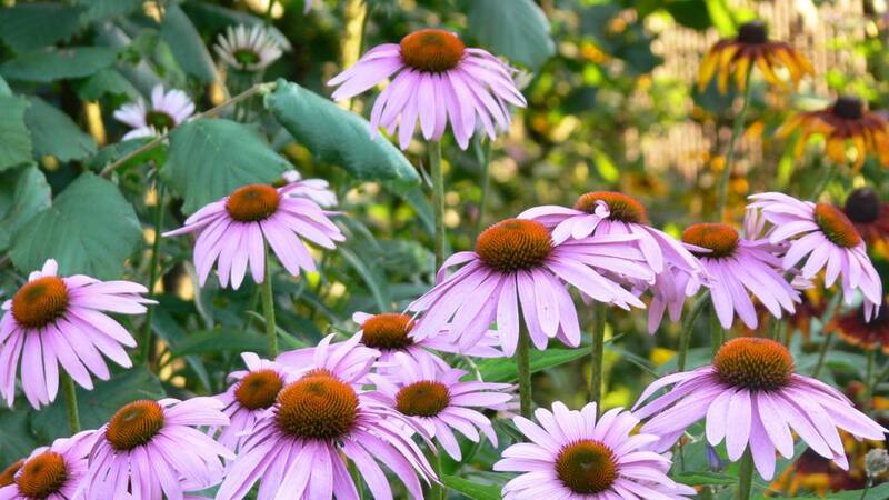 La hierba medicinal con vitamina C que alivia todos los dolores y previene las infecciones.