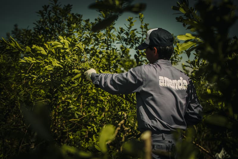 La Cachuera produce cerca de 3 millones de kilos de yerba por mes. Crédito: Jorge Bidegain.
