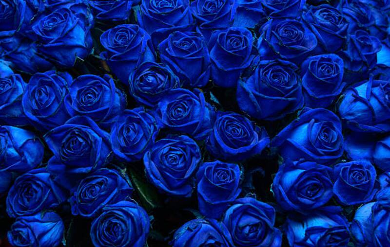 Regalar Rosas Azules tiene un significado especial. (Foto: Freepik)