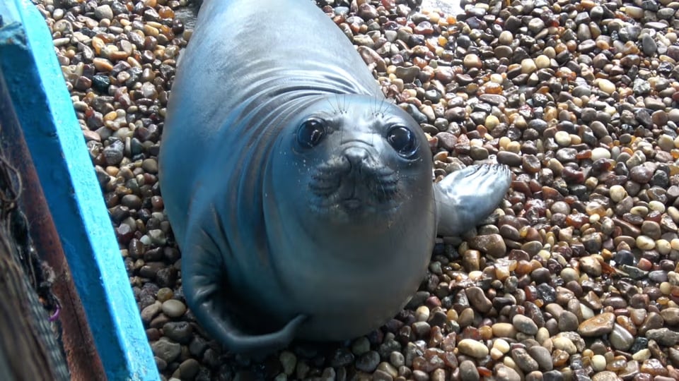 Rescataron en la Costa Argentina a una cría de elefante marino