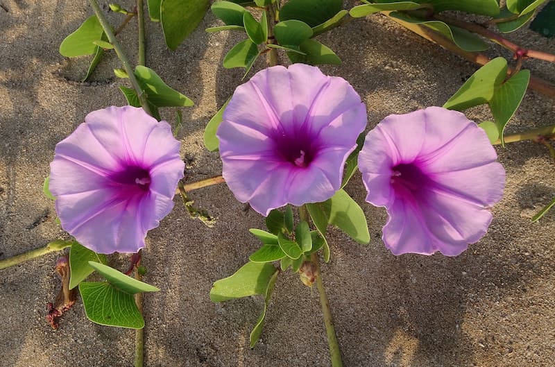 Las flores de la Ipomoea se abren por la mañana, cuando los niveles de luz solar son más altos y se cierran por la noche, cuando los niveles de luz solar son más bajos. (Fuente: Pixabay).