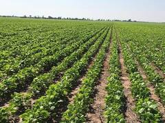 La "década perdida" de la soja: en 10 años la producción argentina sólo subió 10%, mientras que en Brasil se duplicó