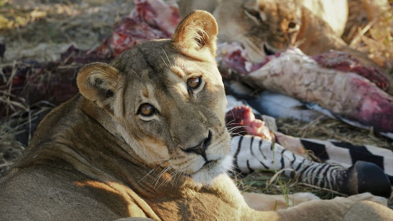 La interacción entre humanos y ciertos felinos ha resultado en episodios de riesgo mortal.