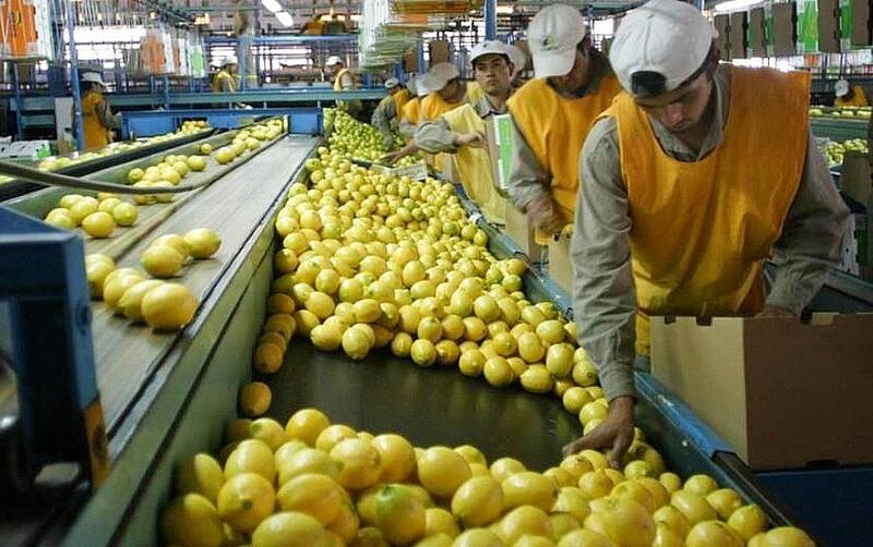 Hoy San Miguel procesa 340.000 toneladas de limón entre Uruguay, la Argentina y Sudafrica